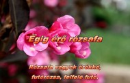 Égig érő rózsafa